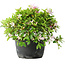 Rhododendron indicum (ondervariëteit onbekend), 20 cm, ± 8 jaar oud