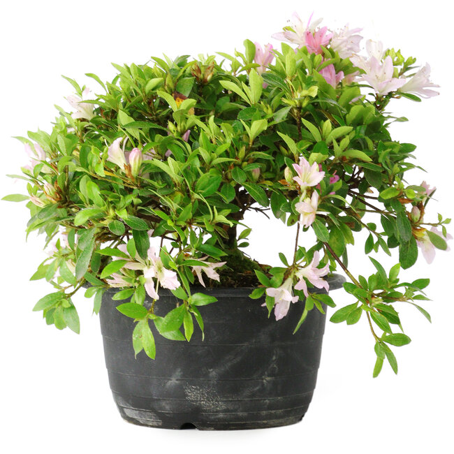 Rhododendron indicum (subvariety unknown), 20 cm, ± 8 years old