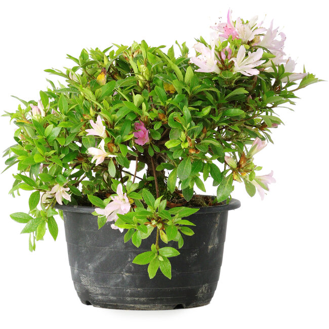 Rhododendron indicum (subvariety unknown), 20 cm, ± 8 years old