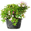 Rhododendron indicum (ondervariëteit onbekend), 20 cm, ± 8 jaar oud