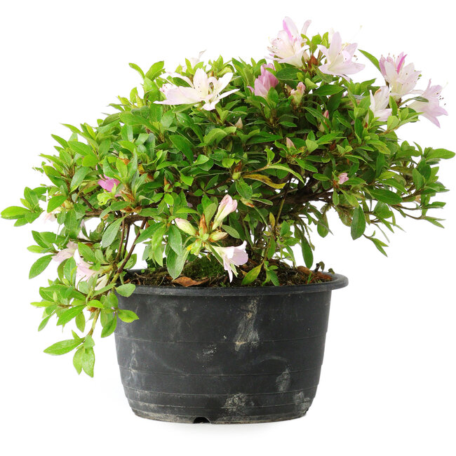 Rhododendron indicum (subvariety unknown), 20 cm, ± 8 years old