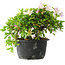 Rhododendron indicum (ondervariëteit onbekend), 20 cm, ± 8 jaar oud