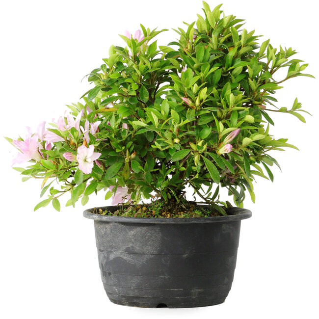 Rhododendron indicum (ondervariëteit onbekend), 20 cm, ± 8 jaar oud