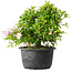 Rhododendron indicum (ondervariëteit onbekend), 20 cm, ± 8 jaar oud