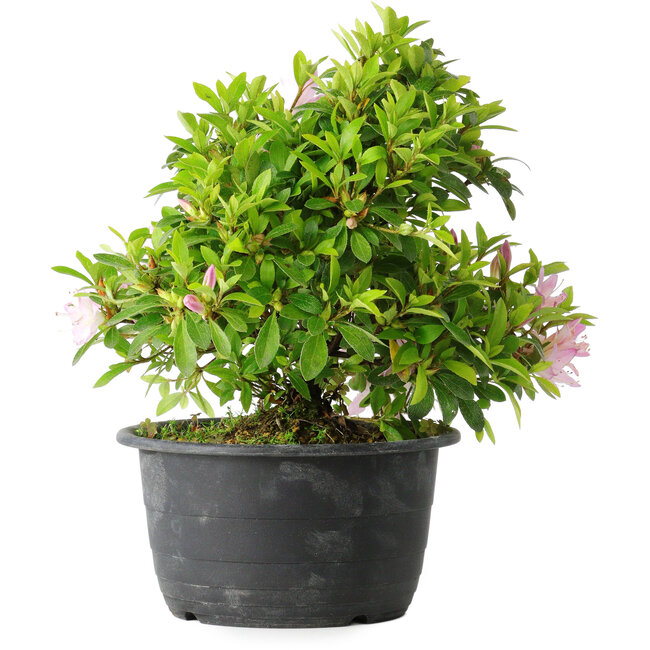 Rhododendron indicum (subvariety unknown), 20 cm, ± 8 years old