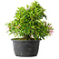 Rhododendron indicum (ondervariëteit onbekend), 20 cm, ± 8 jaar oud