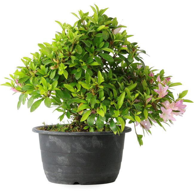 Rhododendron indicum (subvariety unknown), 20 cm, ± 8 years old