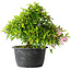 Rhododendron indicum (ondervariëteit onbekend), 20 cm, ± 8 jaar oud