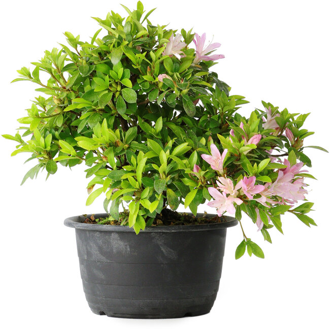 Rhododendron indicum (subvariety unknown), 20 cm, ± 8 years old