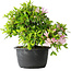 Rhododendron indicum (ondervariëteit onbekend), 20 cm, ± 8 jaar oud