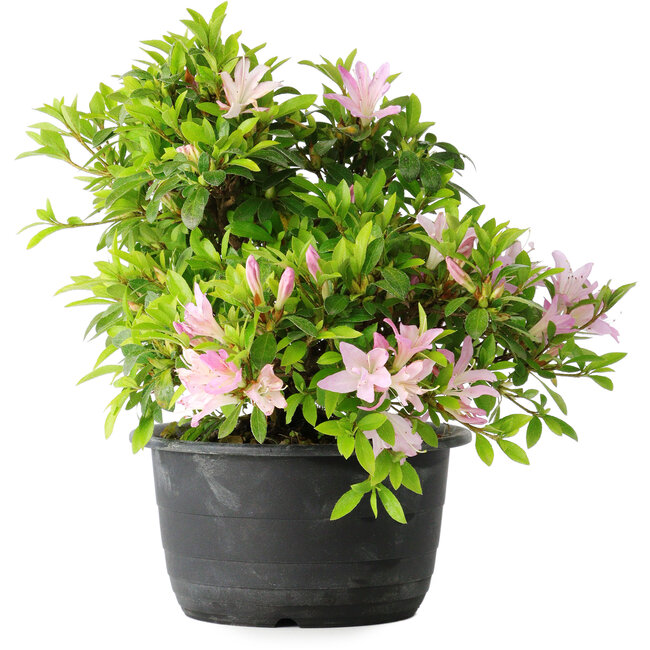 Rhododendron indicum (subvariety unknown), 20 cm, ± 8 years old