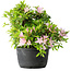 Rhododendron indicum (ondervariëteit onbekend), 20 cm, ± 8 jaar oud