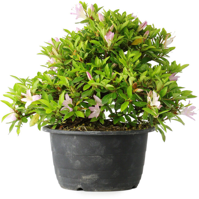 Rhododendron indicum (ondervariëteit onbekend), 20 cm, ± 8 jaar oud