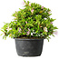 Rhododendron indicum (ondervariëteit onbekend), 20 cm, ± 8 jaar oud