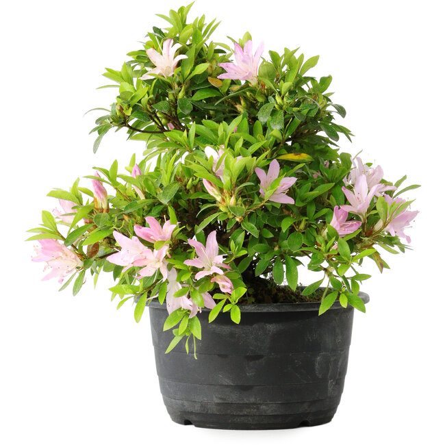 Rhododendron indicum (subvariety unknown), 20 cm, ± 8 years old