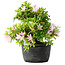 Rhododendron indicum (ondervariëteit onbekend), 20 cm, ± 8 jaar oud
