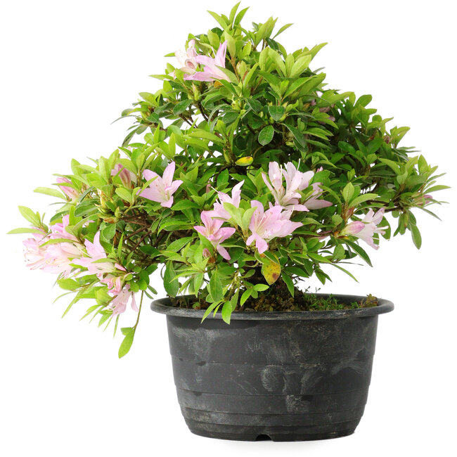Rhododendron indicum (subvariety unknown), 20 cm, ± 8 years old