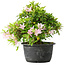 Rhododendron indicum (Untervarietät unbekannt), 20 cm, ± 8 Jahre alt