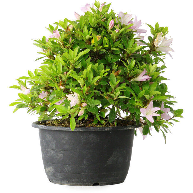 Rhododendron indicum (subvariety unknown), 20 cm, ± 8 years old