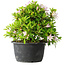 Rhododendron indicum (ondervariëteit onbekend), 20 cm, ± 8 jaar oud