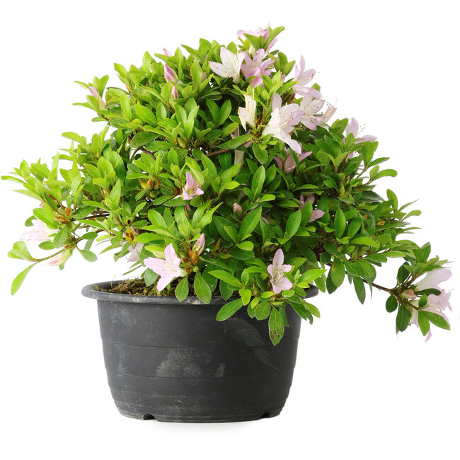 Rhododendron indicum (subvariety unknown), 20 cm, ± 8 years old