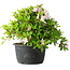 Rhododendron indicum (ondervariëteit onbekend), 20 cm, ± 8 jaar oud