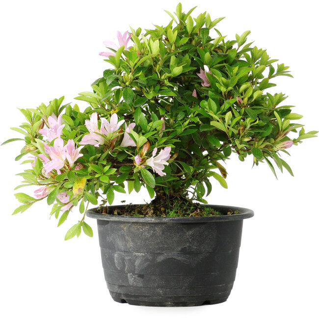 Rhododendron indicum (subvariety unknown), 20 cm, ± 8 years old