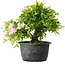 Rhododendron indicum (ondervariëteit onbekend), 20 cm, ± 8 jaar oud