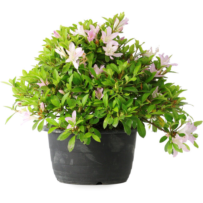 Rhododendron indicum (subvariety unknown), 20 cm, ± 8 years old