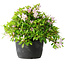 Rhododendron indicum (ondervariëteit onbekend), 20 cm, ± 8 jaar oud