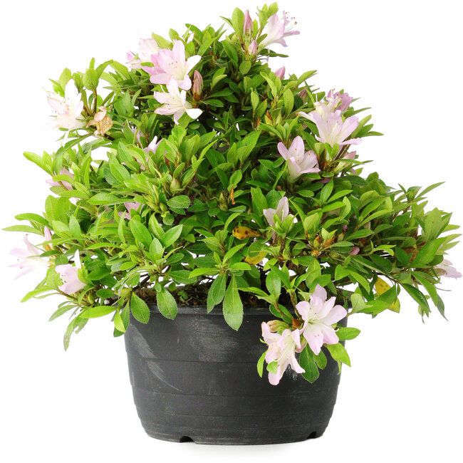 Rhododendron indicum (subvariety unknown), 20 cm, ± 8 years old