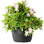 Rhododendron indicum (ondervariëteit onbekend), 20 cm, ± 8 jaar oud