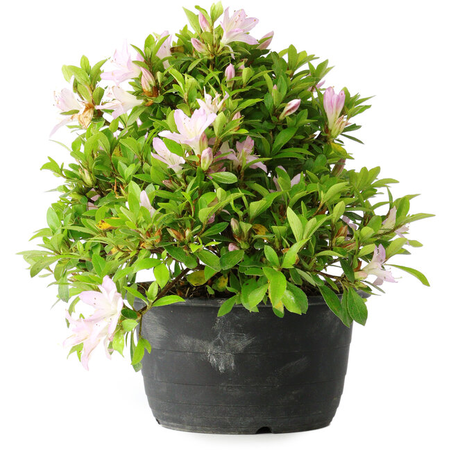 Rhododendron indicum (subvariety unknown), 20 cm, ± 8 years old