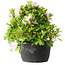 Rhododendron indicum (ondervariëteit onbekend), 20 cm, ± 8 jaar oud