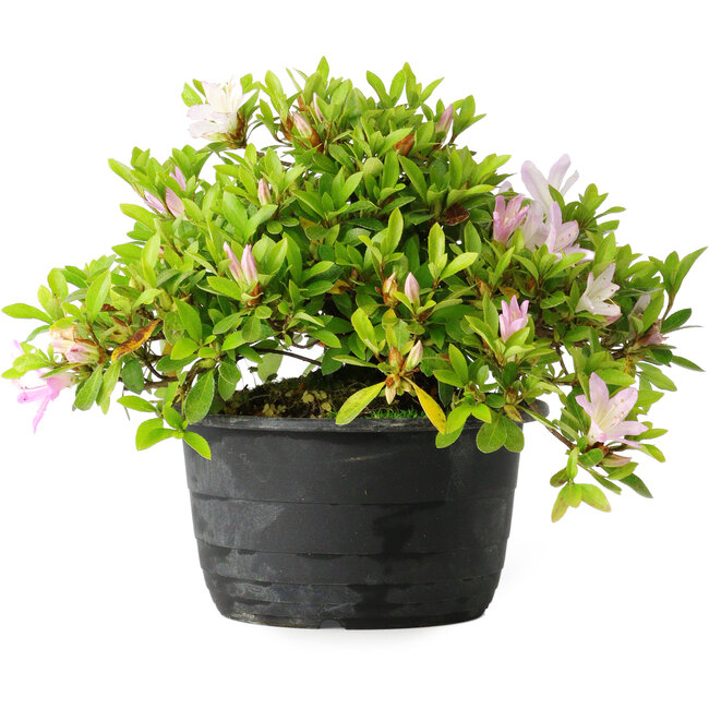 Rhododendron indicum (Untervarietät unbekannt), 20 cm, ± 8 Jahre alt