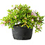 Rhododendron indicum (Untervarietät unbekannt), 20 cm, ± 8 Jahre alt