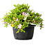 Rhododendron indicum (Untervarietät unbekannt), 20 cm, ± 8 Jahre alt
