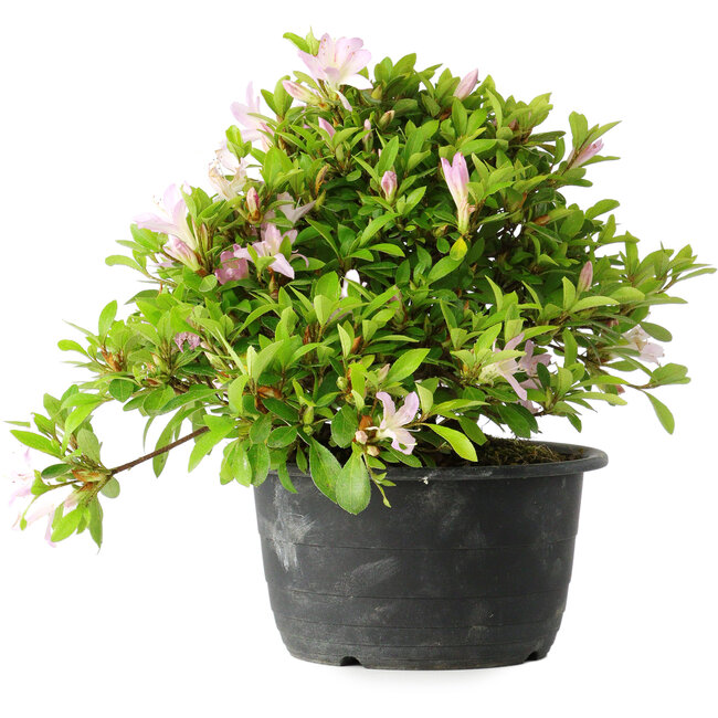 Rhododendron indicum (subvariety unknown), 20 cm, ± 8 years old