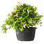 Rhododendron indicum (ondervariëteit onbekend), 20 cm, ± 8 jaar oud