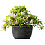 Rhododendron indicum (Untervarietät unbekannt), 20 cm, ± 8 Jahre alt