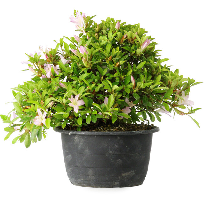 Rhododendron indicum (subvariety unknown), 20 cm, ± 8 years old