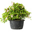 Rhododendron indicum (ondervariëteit onbekend), 20 cm, ± 8 jaar oud