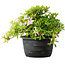 Rhododendron indicum (Untervarietät unbekannt), 20 cm, ± 8 Jahre alt