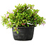 Rhododendron indicum (Untervarietät unbekannt), 20 cm, ± 8 Jahre alt