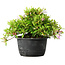 Rhododendron indicum (Untervarietät unbekannt), 20 cm, ± 8 Jahre alt