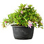 Rhododendron indicum (Untervarietät unbekannt), 20 cm, ± 8 Jahre alt
