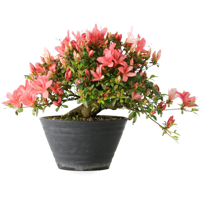 Rhododendron indicum (Untervarietät unbekannt), 19 cm, ± 25 Jahre alt