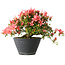Rhododendron indicum (Untervarietät unbekannt), 19 cm, ± 25 Jahre alt
