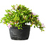 Rhododendron indicum (Untervarietät unbekannt), 20 cm, ± 8 Jahre alt