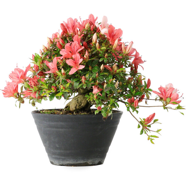 Rhododendron indicum (sous-variété inconnue), 19 cm, ± 25 ans